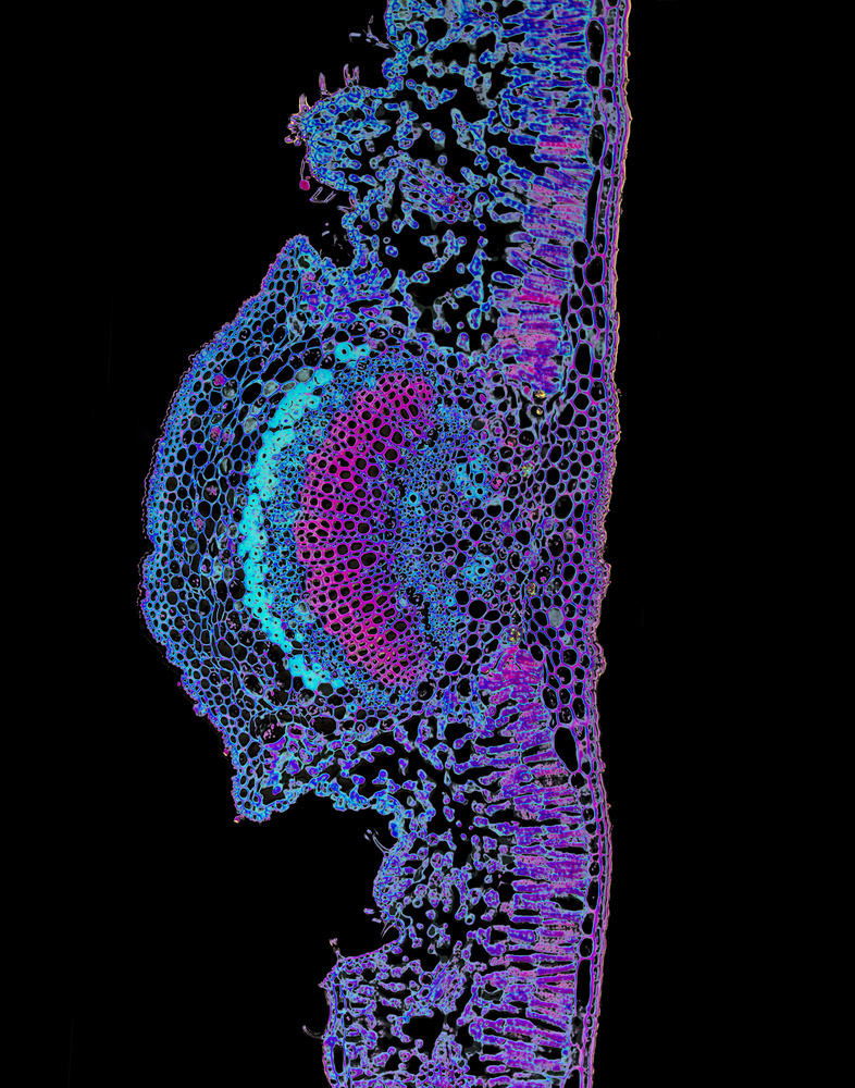 Nerium Oleander Leaf, (Modified Nature) 2015, 24” x 20”. Chromogenic color print © Jennifer Formica